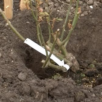 plante roser i bed plante roser i bed